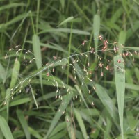 Panicum trichocladum Hack. ex K.Schum.